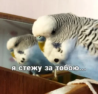 Sticker from Кеша