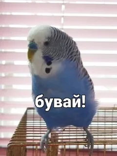 Sticker from Кеша