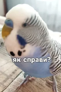 Sticker from Кеша