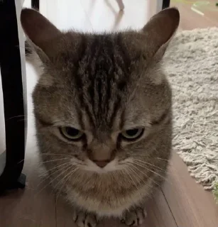 🌟 emoji Мемы какого-то года Telegram sticker 5 of 50