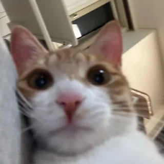 Sticker from котики от делии