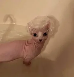 🛁 emoji вы кринж Telegram sticker 20 of 46