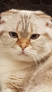 Sticker from Cat