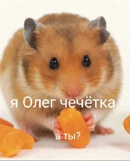 Sticker from Хома @TgEmodziBot