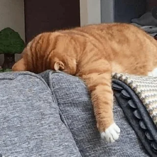 😵 emoji Ya kotik ti kotik Telegram sticker 23 of 27