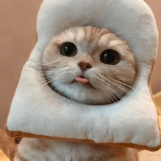 😛 emoji Ya kotik ti kotik Telegram sticker 21 of 27