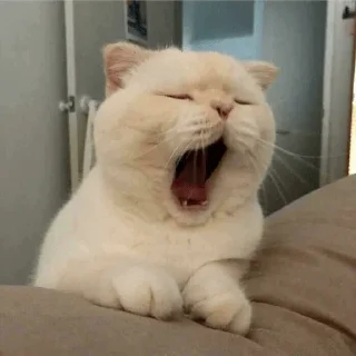 🥱 emoji Ya kotik ti kotik Telegram sticker 11 of 27