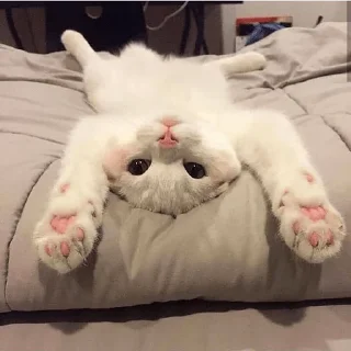 🙃 emoji Ya kotik ti kotik Telegram sticker 19 of 27