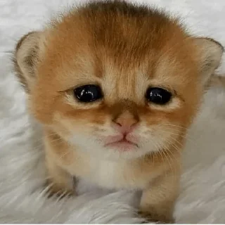 😢 emoji Ya kotik ti kotik Telegram sticker 7 of 27