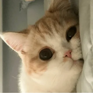 🙂 emoji Ya kotik ti kotik Telegram sticker 3 of 27