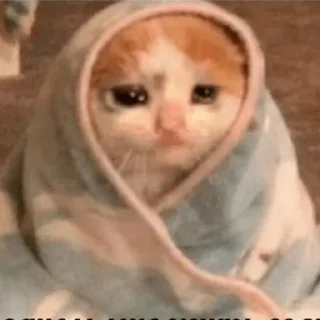 🥺 emoji Ya kotik ti kotik Telegram sticker 12 of 27