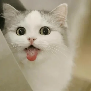 😛 emoji Ya kotik ti kotik Telegram sticker 6 of 27