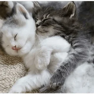 😴 emoji Ya kotik ti kotik Telegram sticker 4 of 27