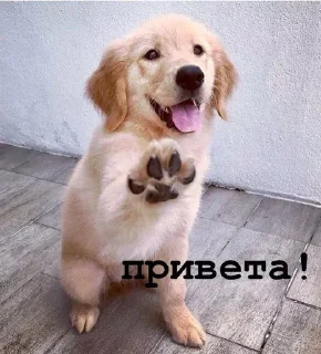 Sticker from Golden retriever forever!