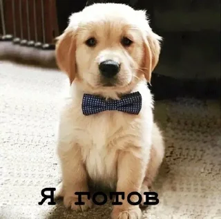 Sticker from Golden retriever forever!
