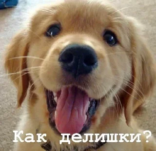 Sticker from Golden retriever forever!