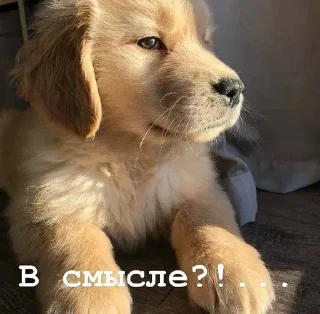 Sticker from Golden retriever forever!