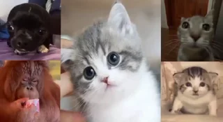 🤩 emoji Картошка сру @TgEmodziBot Telegram sticker 22 of 90