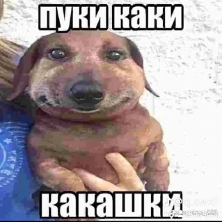Sticker from пуки каки какашки