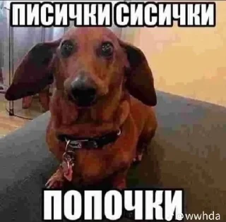 Sticker from пуки каки какашки