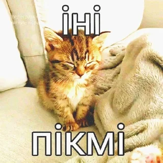 🌟 emoji мяумяу Telegram sticker 20 of 22