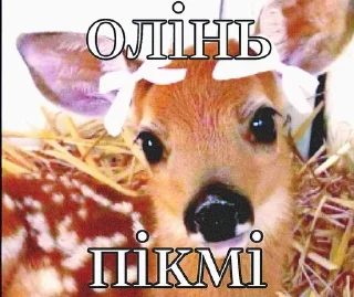 🌟 emoji мяумяу Telegram sticker 12 of 22