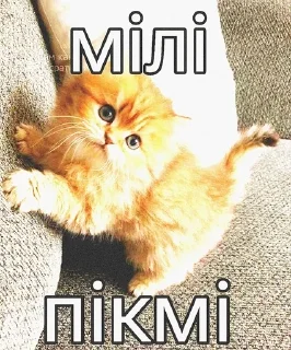 🌟 emoji мяумяу Telegram sticker 19 of 22