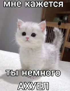 🌟 emoji мяумяу Telegram sticker 14 of 22
