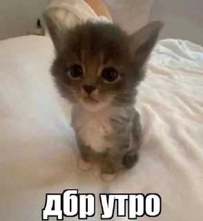 🌟 emoji чоочочо @sz_sffizszz Telegram sticker 22 of 30