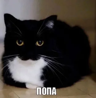Sticker from Котики+мемы=милота