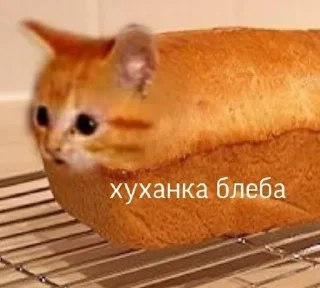 Sticker from Котики+мемы=милота