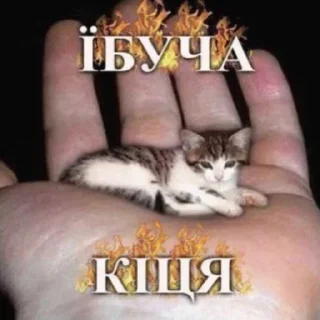 💿 emoji стикерпак вани Telegram sticker 15 of 69