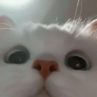 Sticker from Cute Cat