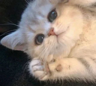 Sticker from Cute Cat