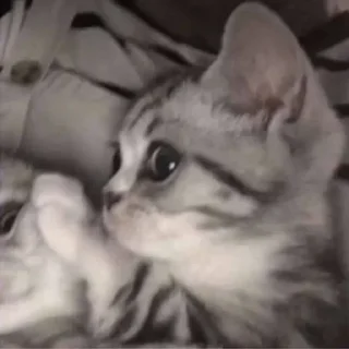 Sticker from Cute Cat