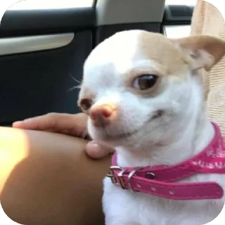 🫥 emoji animals Telegram sticker 16 of 80