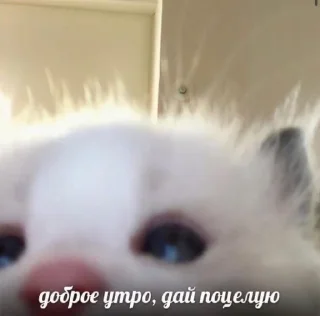 🤩 emoji Автор @YutaSeto Telegram sticker 2 of 54