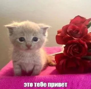 🤩 emoji Автор @YutaSeto Telegram sticker 13 of 54
