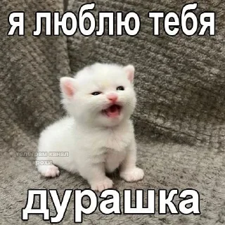 🤩 emoji Автор @YutaSeto Telegram sticker 19 of 54