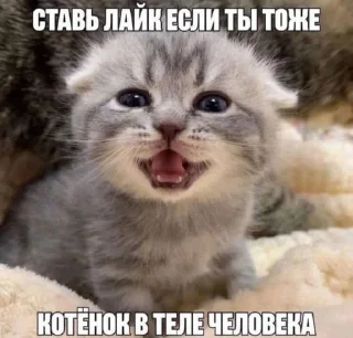 🤩 emoji Автор @YutaSeto Telegram sticker 6 of 54