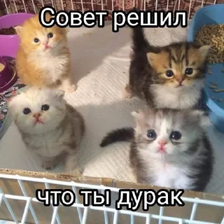 🤩 emoji Автор @YutaSeto Telegram sticker 10 of 54
