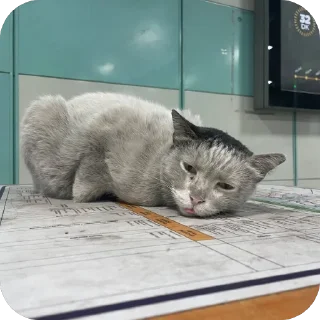 🫥 emoji Коты Оттомааны Telegram sticker 5 of 7