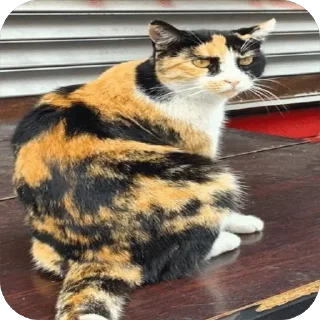🌟 emoji Коты Оттомааны Telegram sticker 1 of 7