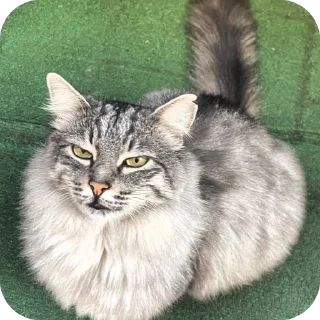 🫥 emoji Коты Оттомааны Telegram sticker 4 of 7