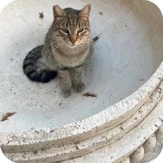 🫥 emoji Коты Оттомааны Telegram sticker 7 of 7