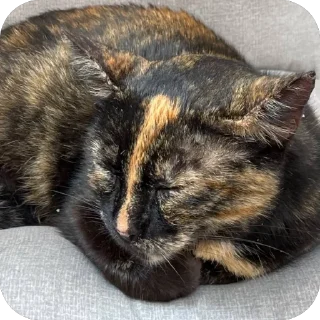 🫥 emoji Коты Оттомааны Telegram sticker 3 of 7
