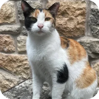 🫥 emoji Коты Оттомааны Telegram sticker 2 of 7