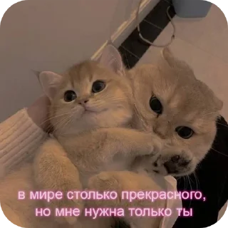 🐱 emoji Стикеры от Вани (@SupremeLeaderTFO) Telegram sticker 24 of 120