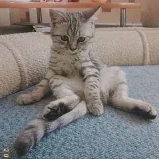 Sticker from Котёнки