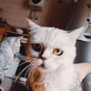 Sticker from Котёнки